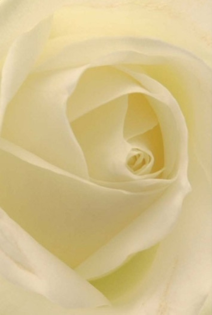 From this close view, the beauty of a classic cream-and-white rose comes to life-each layer of petals interlaced in a sophisticated spiral, seamlessly blending subtle hues of white and the softest gold as if touched by the light that filters through Muswell Hill's gardens. The composition is tranquil and refined, every curve expressing the craftsmanship typical of local floristry. Rays seem to illuminate the bloom from within, highlighting its flawless symmetry and understated purity. This rose would be the centerpiece for celebrations as tender as a wedding near Highgate Wood or as heartfelt as a quiet apology sent along leafy Muswell Hill roads. The gentle interplay of light and shadow enhances its emotional impact, making the rose a fitting symbol of hope or remembrance. Fresh and serene, with an almost tangible clean scent, this flower is a signature example of the kind of artistry Muswell Hill Florist brings to every arrangement, ensuring every petal expresses meaning for both giver and recipient throughout the local area.